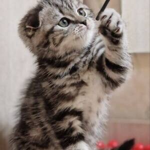 Scottish Fold Kittens for adoption | PostAds PH
