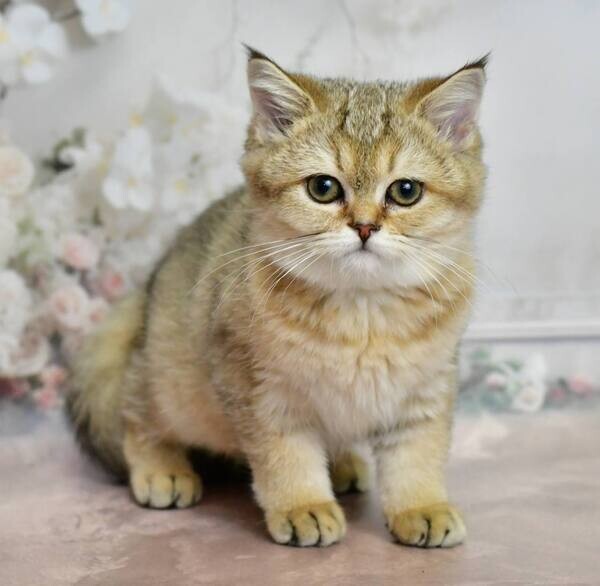 Siberian Kittens for adoption
