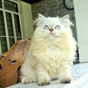 Adorable Ragdoll Kittens for adoption | PostAds PH