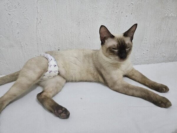 Siamese kittens for adoption