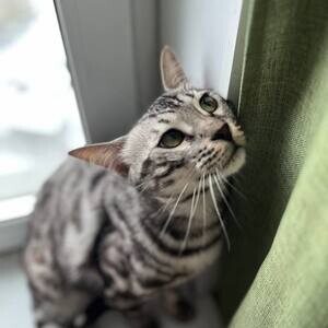 Bengal kittens for adoption | PostAds PH