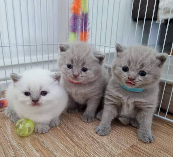 British Shorthair kittens