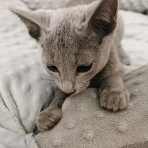 Russian Blue kittens | PostAds PH