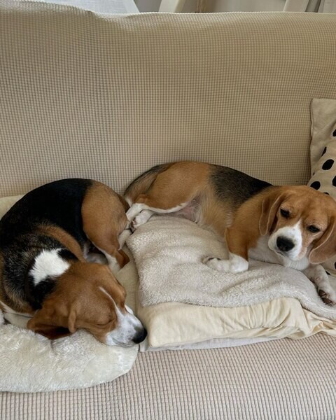 Lovely beagle puppies for adoption