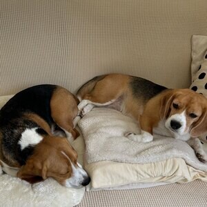 Lovely beagle puppies for adoption | PostAds PH