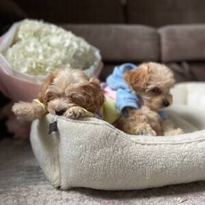 Beautiful Maltipoo for adoption | PostAds PH