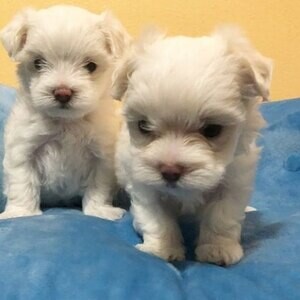 Cute Maltese puppies for adoption | PostAds PH