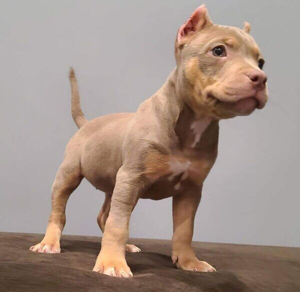 Amazing pitbull puppy for adoption