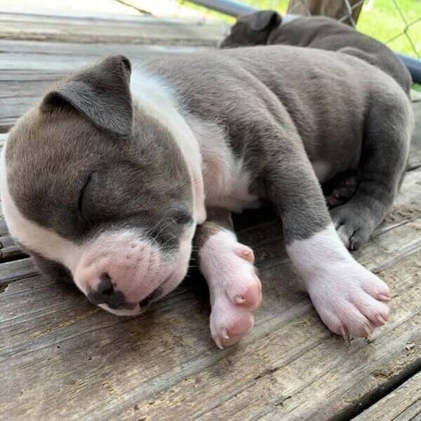 American pitbull puppy for adoption
