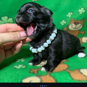 Beautiful Chihuahua puppies for adoption | PostAds PH