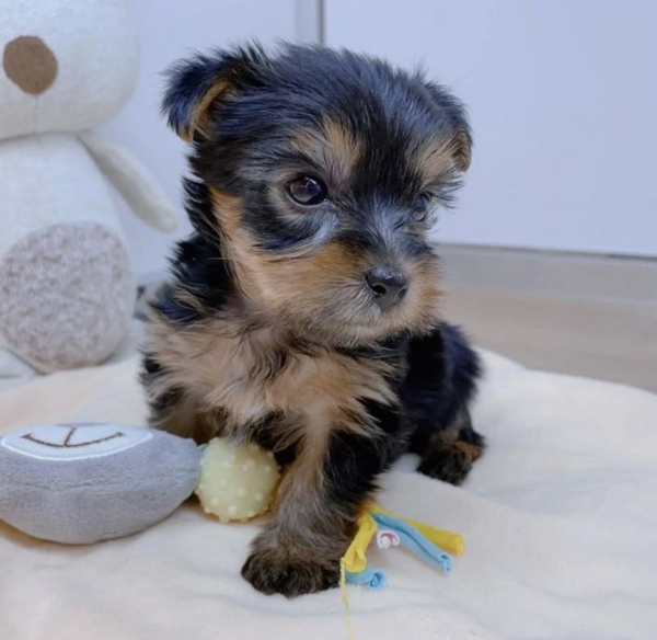 Pretty Yorkie puppies for adoption