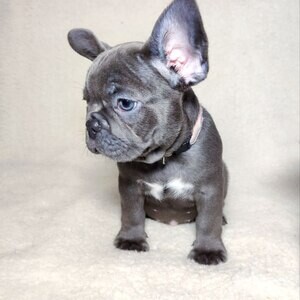 Beautiful Frenchie for adoption | PostAds PH