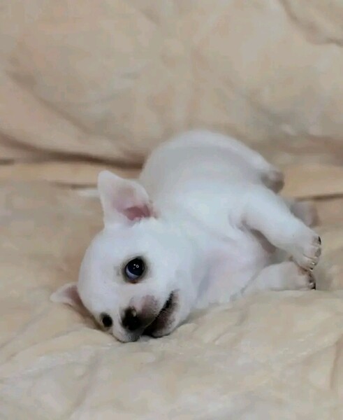 Chihuahua puppy 