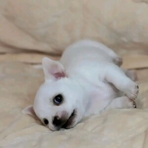 Chihuahua puppy | PostAds PH