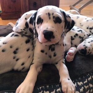 Beautiful dalmatian puppies for adoption | PostAds PH