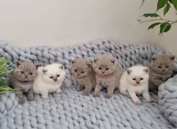 Beautiful baby's kittens, for adoption
