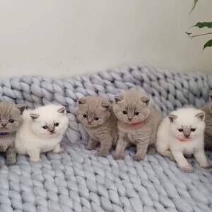 Beautiful baby's kittens, for adoption | PostAds PH