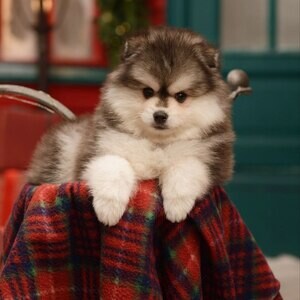 Beautiful husky puppies for adoption | PostAds PH