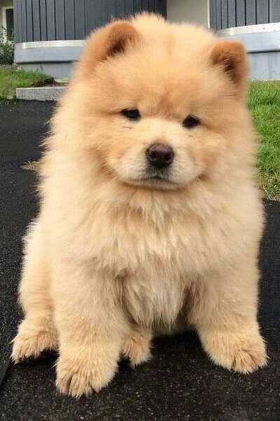  Lovely Chow chow puppies for adoption