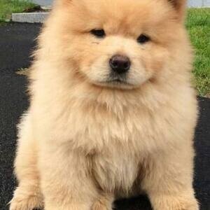 Lovely Chow chow puppies for adoption | PostAds PH