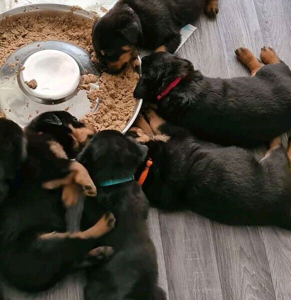  Amazing Rottweiler puppy's for adoption