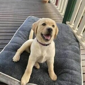 Cute Labrador retriever puppies for adoption | PostAds PH