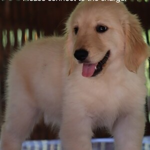 Golden Retriever (sired by champ) | PostAds PH