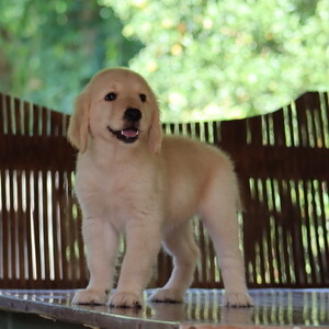 Quality Golden retriever | PostAds PH