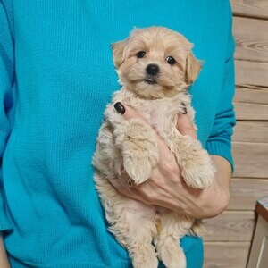 Lovely female Maltipoo puppy for adoption | PostAds PH