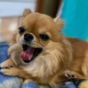 Adorable Chihuahua puppies for sale | PostAds PH