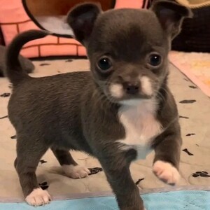 Awesome Chihuahua puppy for sale | PostAds PH