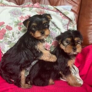 Beautiful Yorkie puppies for adoption | PostAds PH