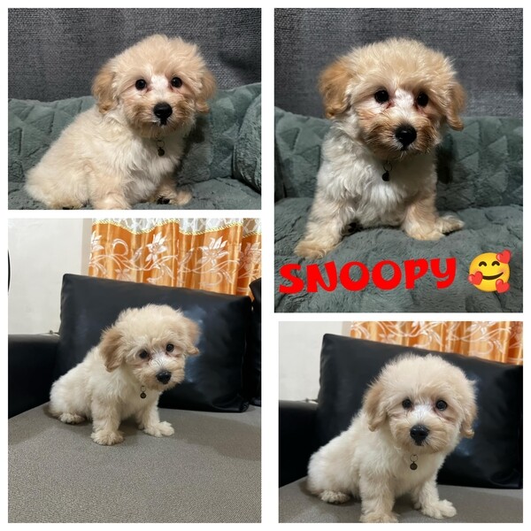 Lovely dog