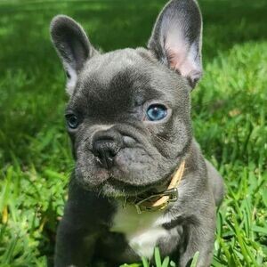 Fantastic Frenchie puppies for adoption | PostAds PH