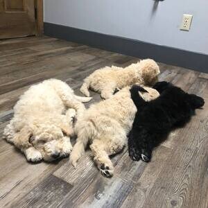 Beautiful standard poodle puppy for adoption | PostAds PH