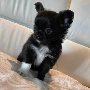 Lovely Chihuahua puppy | PostAds PH