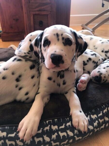 Lovely dalmatian puppy for adoption