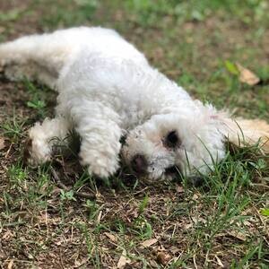 White standard poodle puppy for adoption | PostAds PH