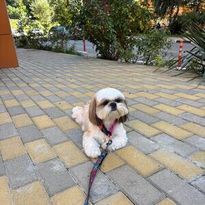 Female shih tzu puppy for adoption | PostAds PH