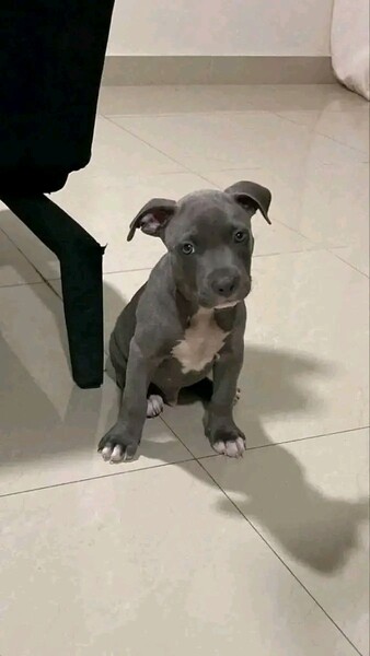Black pitbull puppy for adoption