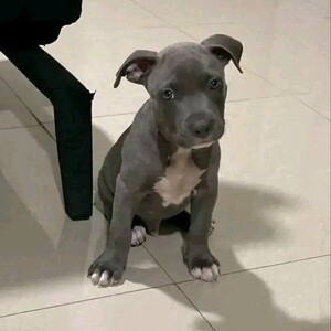 Black pitbull puppy for adoption | PostAds PH