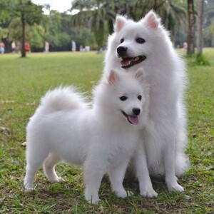 Male and female Chow Chow puppies | PostAds PH
