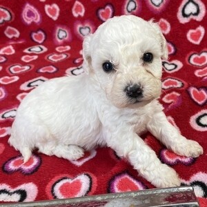 Male and female Bichon Frise puppies | PostAds PH