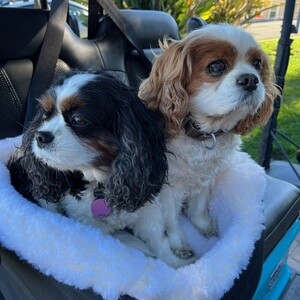 Male and female Shih tzu puppies | PostAds PH