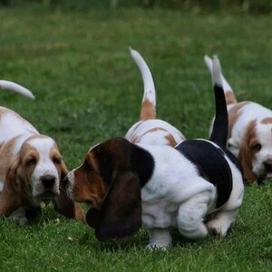 Male and female Dachshund puppies | PostAds PH