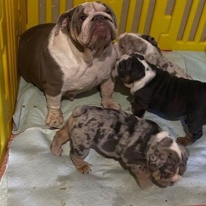 English bulldog puppies for adoption | PostAds PH