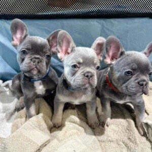 French bulldog puppies for adoption | PostAds PH