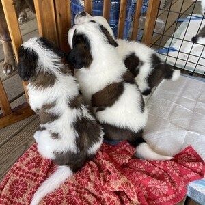 Adorable Saint Bernard Puppies for adoption. | PostAds PH