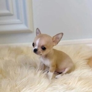 Female & Male tea cup Chihuahua puppies For Sale | PostAds PH