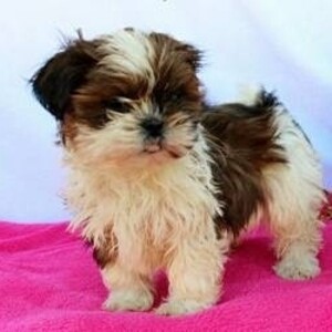 outstanding shih tzu Puppies For Sale | PostAds PH